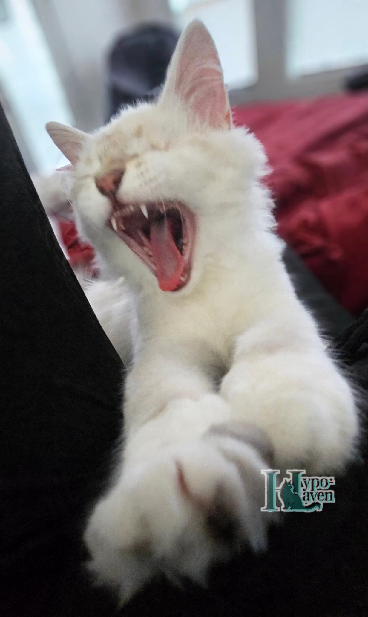 Espn mid-yawn