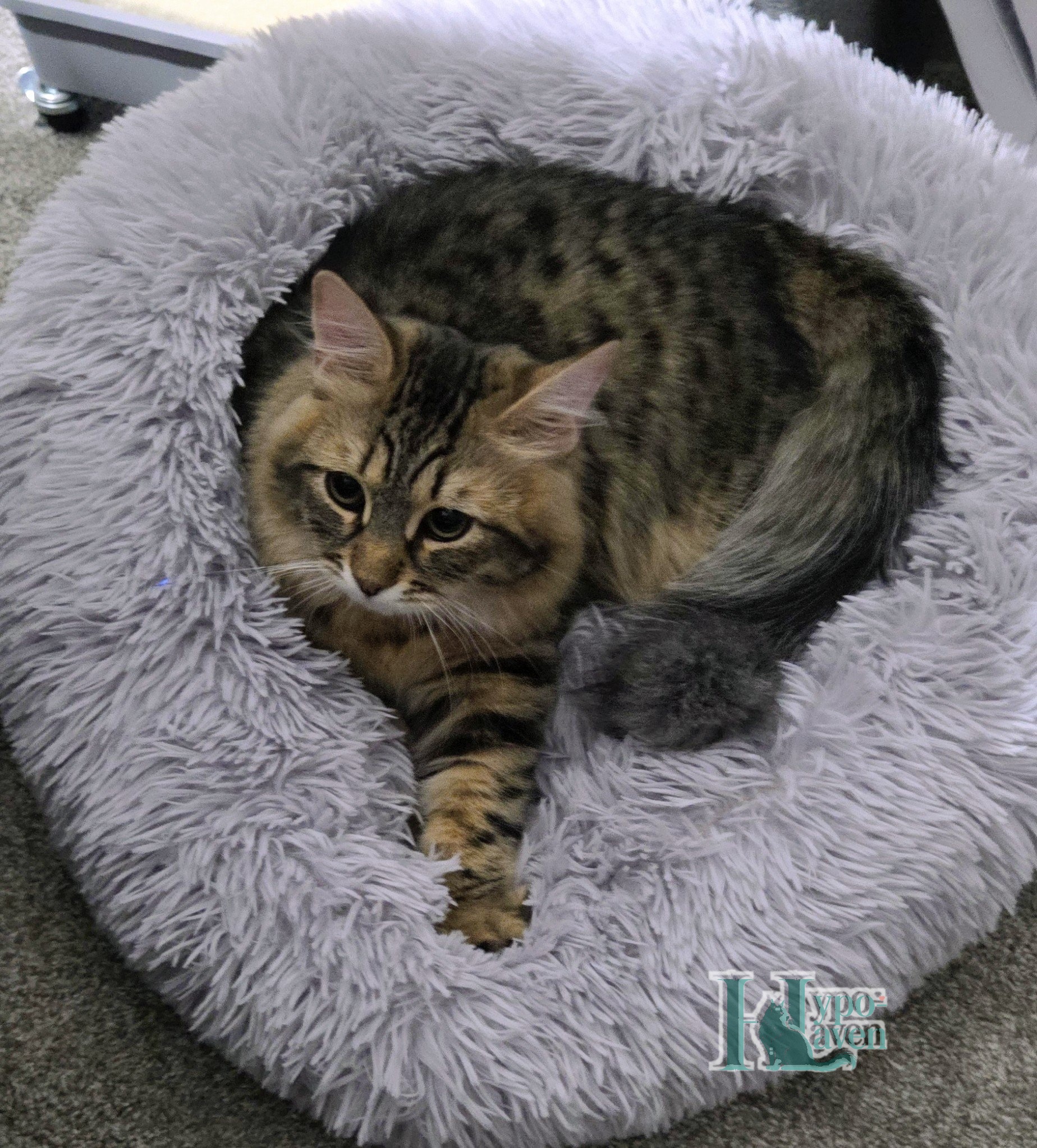 Niko curled up in a fluffy gray bed