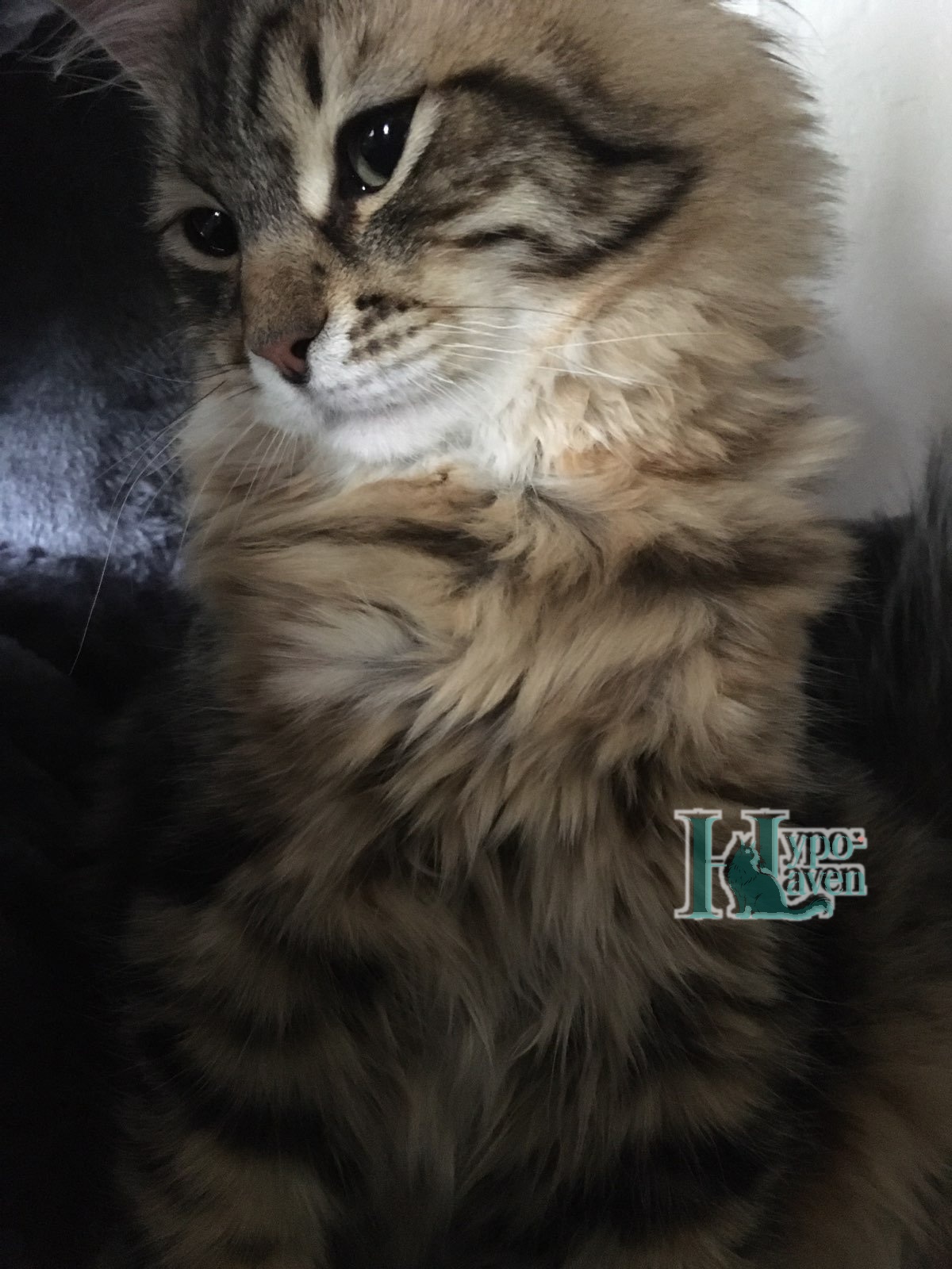 Niko