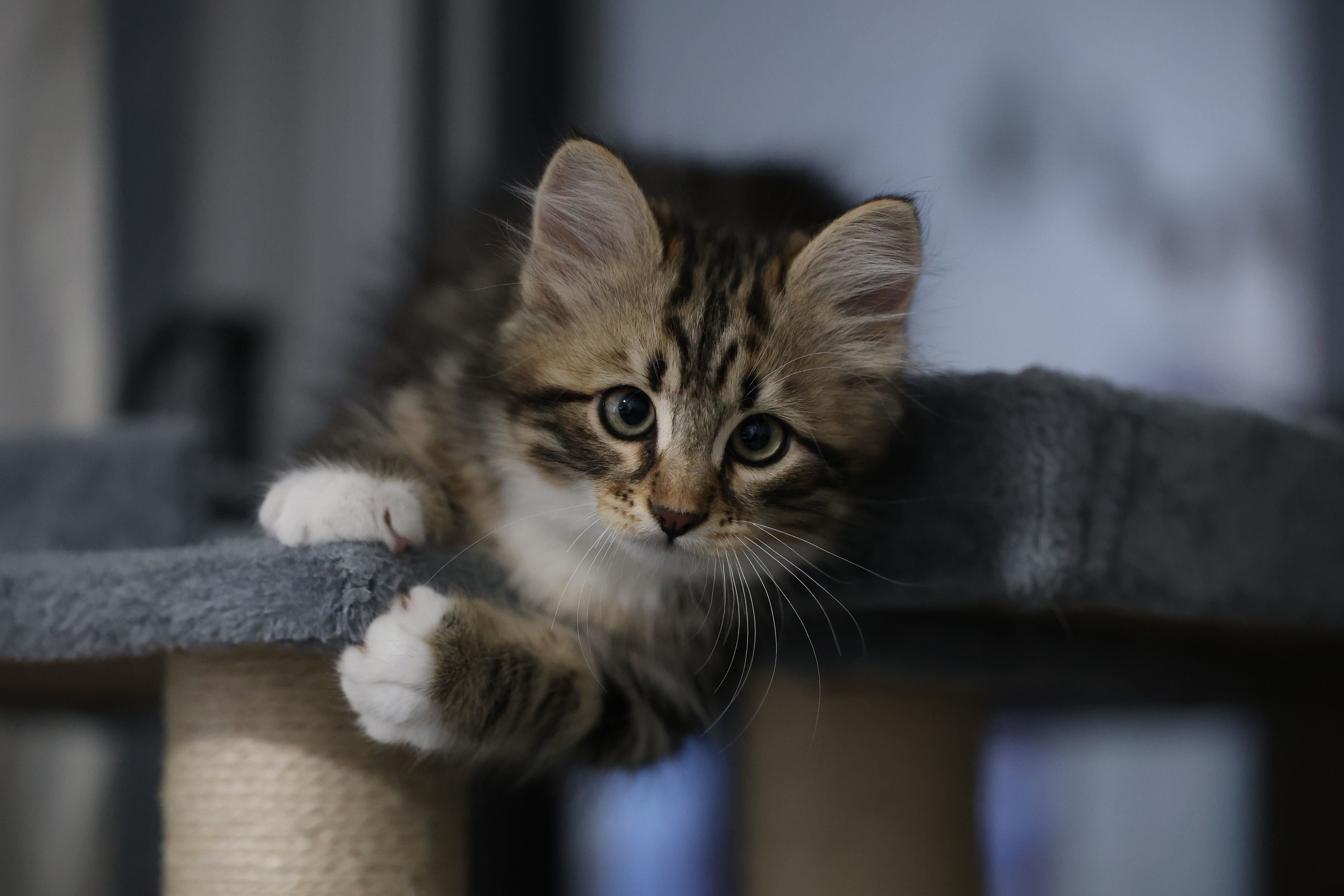Young longhaired tabby kitten playing on a soft cat tree