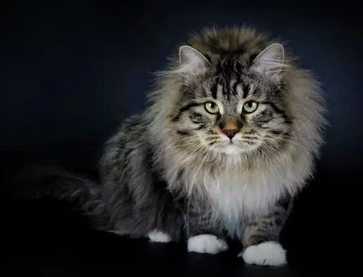 Adult Siberian cat with a thick tabby coat posed against a dark background